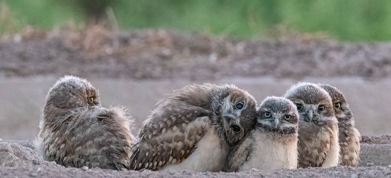 Burrowing Owl Population Monitoring Program banner photo